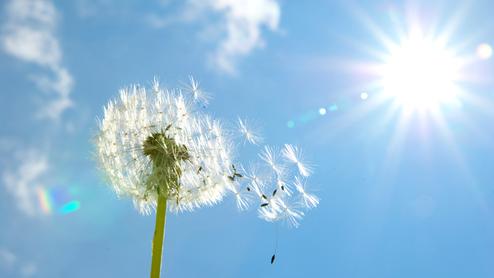Nahaufnahme einer Löwenzahn-Umsaat mit Samen vor klarem Himmel und strahlender Sonne.